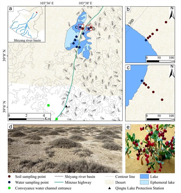 LI-2100 | 内陆河下游生态输水区白刺灌丛的水分利用策略：基于稳定同位素数据